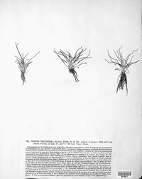Image of Isoetes tenuissima